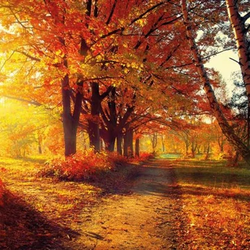 Autumn Park papírszalvéta 33x33cm,20db-os, AMB.13309640