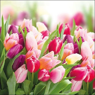 Glorious Tulips papírszalvéta 33x33cm,20db-os, AMB.13312730