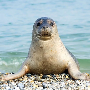 Seal papírszalvéta 33x33cm,20db-os, AMB.13313350