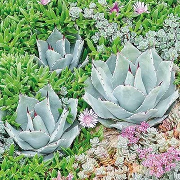 Succulent papírszalvéta 33x33cm,20db-os, AMB.13314090 Succulent papírszalvéta 33x33cm,20db-os, AMB.13314090