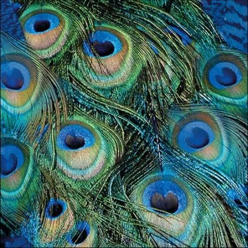 Peacock Feathers papírszalvéta 33x33cm,20db-os, AMB.13315025