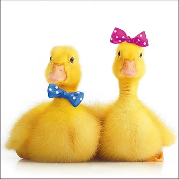 Little Ducks papírszalvéta 33x33cm, 20db-os, AMB.13316170 Little Ducks papírszalvéta 33x33cm, 20db-os, AMB.13316170