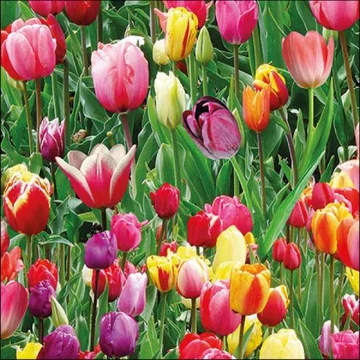 Tulips Field papírszalvéta 33x33cm, 20db-os, AMB.13317060