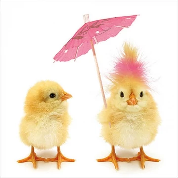 Easter Chicks papírszalvéta 33x33cm,20db-os, AMB.23317140