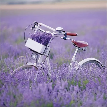 Bike In Lavender Field papírszalvéta 33x33cm, 20db-os, AMB.13317485 Bike In Lavender Field papírszalvéta 33x33cm, 20db-os, AMB.13317485