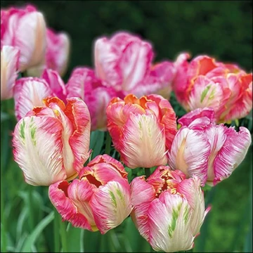 Parrot Tulips papírszalvéta 33x33cm, 20db-os, AMB.13317755