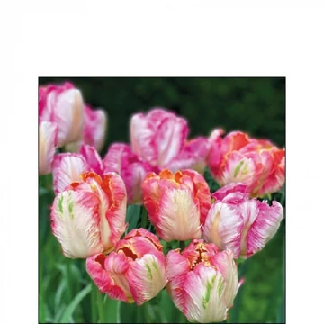 Parrot Tulips papírszalvéta 25x25cm,20db-os, AMB.12517755