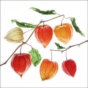 Lampion flower papírszalvéta 33x33cm, 20db-os, AMB.13317735
