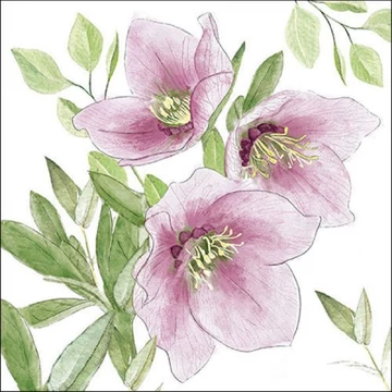 Classic helleborus papírszalvéta 33x33cm, 20db-os, AMB.33318015
