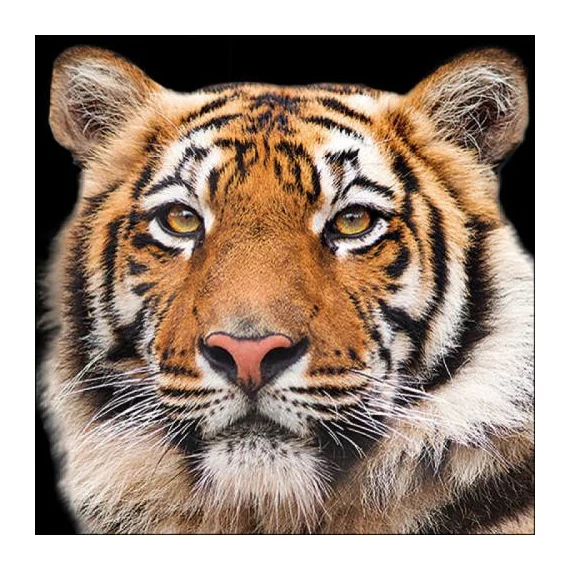 Bengal Tiger papírszalvéta 33x33cm, 20db-os, AMB.13317640