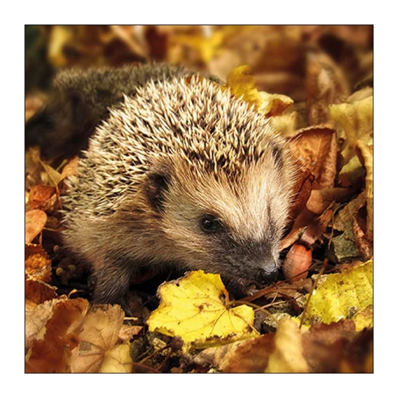Hedgehog in the wild papírszalvéta 33x33cm, 20db-os, AMB.13317720