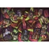 Kép 2/2 - Disney Gonoszok Cards 1500 db-os Compact puzzle Clementoni