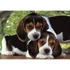 Kép 2/3 - Kutyás Beagles Close Together 500 db-os puzzle Clementoni