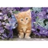 Kép 2/2 - Cicás Ginger 500 db-os Compact puzzle Clementoni