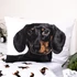 Kép 4/4 - Kutyás Dachshund ágyneműhuzat 140×200cm, 70×90 cm