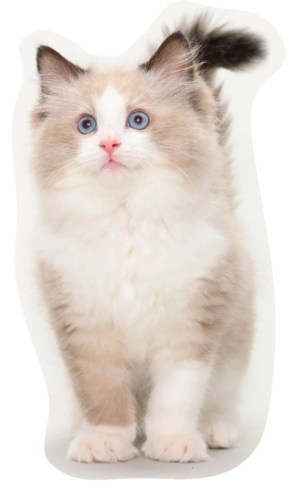 Cicás Curious formapárna, díszpárna 40x16 cm