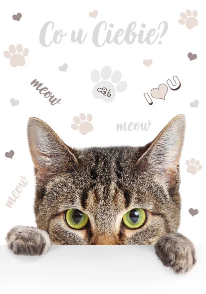 Cicás Meow A/4 gumis mappa