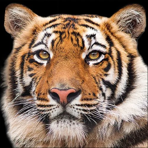 Bengal Tiger papírszalvéta 33x33cm, 20db-os, AMB.13317640