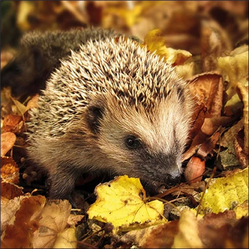 Hedgehog in the wild papírszalvéta 33x33cm, 20db-os, AMB.13317720